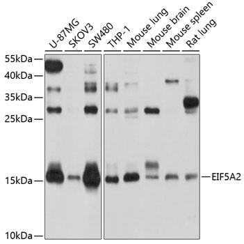 eIF5A2 Antibody