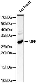 MFF Antibody