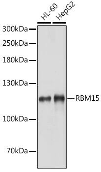 RBM15 Antibody