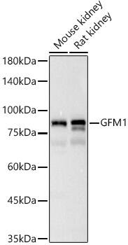 GFM1 Antibody