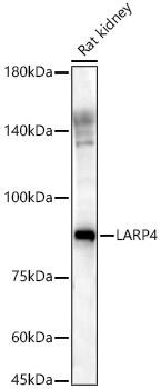 LARP4 Antibody