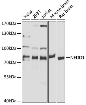 NEDD1 Antibody