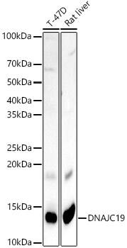 DNAJC19 Antibody