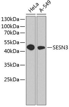 SESN3 Antibody