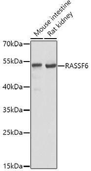 RASSF6 Antibody