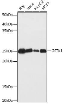 Glutathione S Transferase kappa 1 Antibody