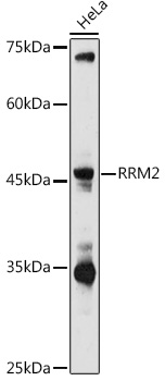 RRM2 Antibody