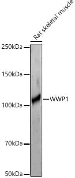 WWP1 Antibody