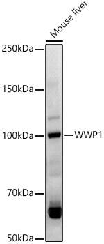 WWP1 Antibody