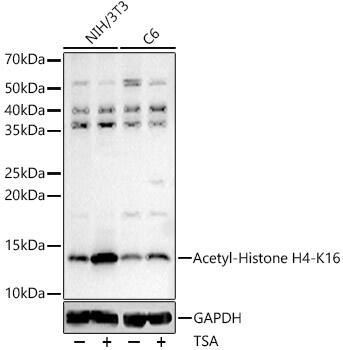 H4 Clustered Histone 1 [ac Lys16] Antibody