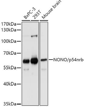 NONO Antibody