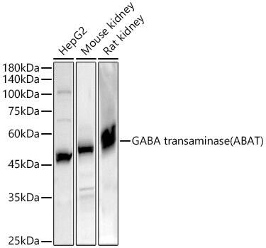 ABAT Antibody