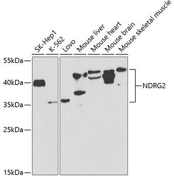 NDRG2 Antibody