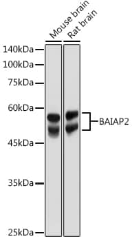 BAIAP2 Antibody