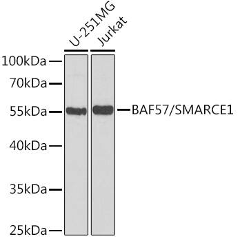BAF57 Antibody