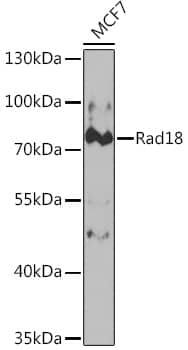 RAD18 Antibody