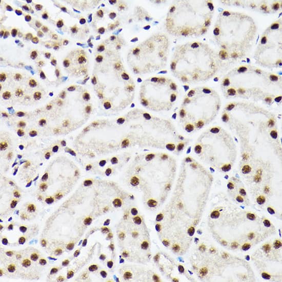 BAF53A Antibody
