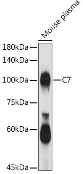 Complement C7 Antibody