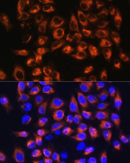 Complement C7 Antibody