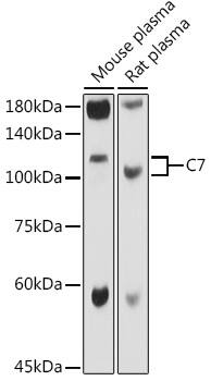 Complement C7 Antibody