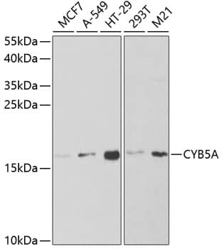 Cytochrome b5 type A Antibody