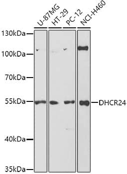 Seladin 1 Antibody