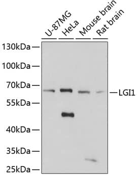 Lgi1 Antibody