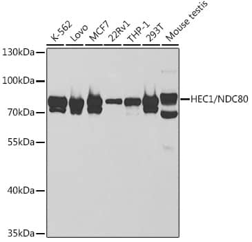 NDC80 Antibody