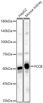 PCCB Antibody
