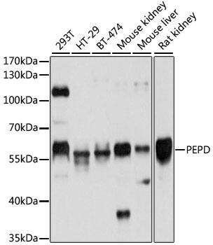 PEPD Antibody