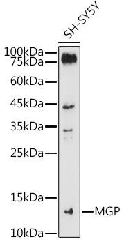 MGP Antibody