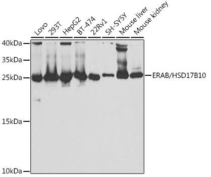 ERAB Antibody