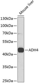 alcohol dehydrogenase 4 Antibody