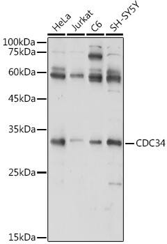 UBE2R1/CDC34 Antibody