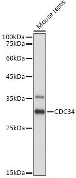 UBE2R1/CDC34 Antibody