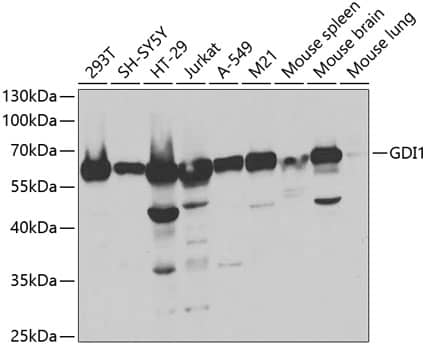 GDI1 Antibody