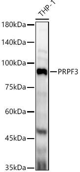 PRPF3 Antibody