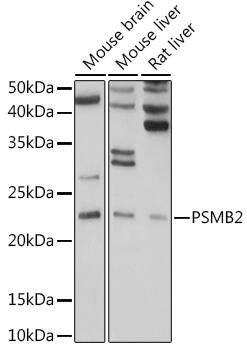 Proteasome 20S beta2 Antibody