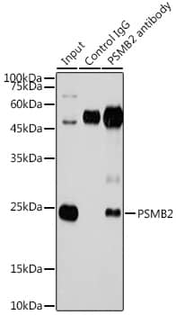 Proteasome 20S beta2 Antibody