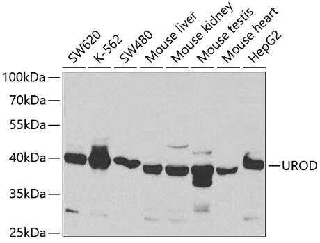 UROD Antibody