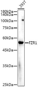 FZR1/CDH1 Antibody