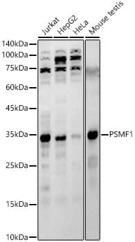 PSMF1 Antibody