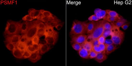 PSMF1 Antibody