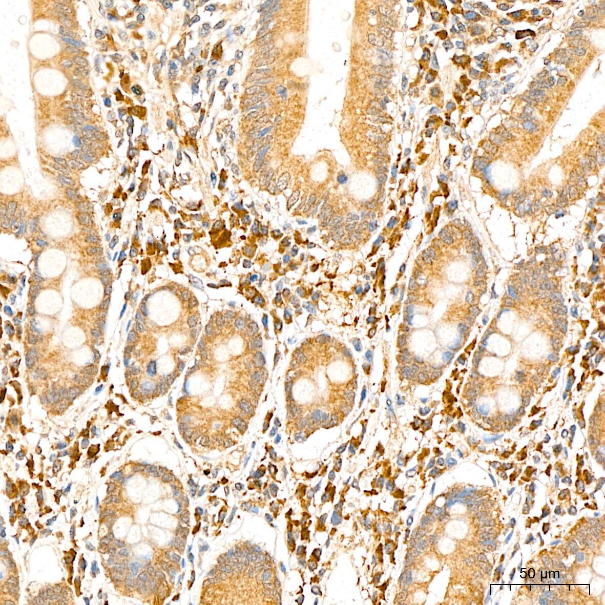 PSMF1 Antibody