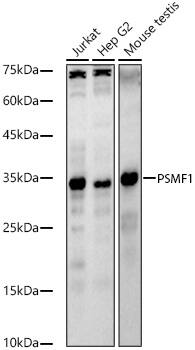 PSMF1 Antibody
