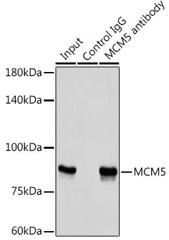 MCM5 Antibody