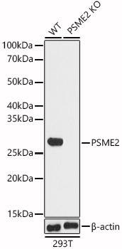 PA28 Activator beta Subunit/PSME2 Antibody