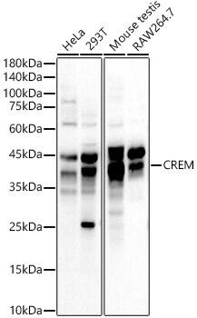 CREM Antibody