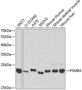 Proteasome subunit beta type 4 Antibody