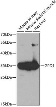 Glycerol 3 Phosphate Dehydrogenase Antibody